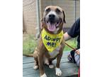Dodger, Labrador Retriever For Adoption In Pomona, New York