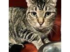 Zamora Michelle, Domestic Shorthair For Adoption In Fort Worth, Texas