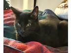 Ero Michelle, Domestic Shorthair For Adoption In Fort Worth, Texas