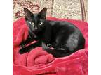 Mallory, Domestic Shorthair For Adoption In Fort Worth, Texas