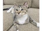 Cherry, Domestic Shorthair For Adoption In Fort Worth, Texas