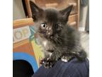 Phoebe Michelle, Domestic Shorthair For Adoption In Fort Worth, Texas