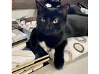 Able, Domestic Shorthair For Adoption In Fort Worth, Texas