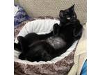 Addy, Domestic Shorthair For Adoption In Fort Worth, Texas