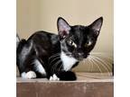 Rev, Domestic Shorthair For Adoption In Fort Worth, Texas