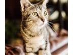 Benito, Domestic Shorthair For Adoption In Fort Worth, Texas