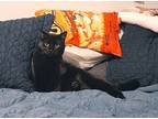 Telde Michelle, Domestic Shorthair For Adoption In Fort Worth, Texas