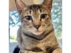 Bumble, Domestic Shorthair For Adoption In Fort Worth, Texas
