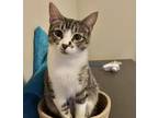 Remus, Domestic Shorthair For Adoption In Fort Worth, Texas