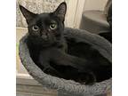 Lancaster, Domestic Shorthair For Adoption In Fort Worth, Texas