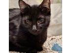 Malaga Michelle, Domestic Shorthair For Adoption In Fort Worth, Texas