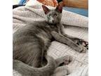Snippet, Russian Blue For Adoption In Fort Worth, Texas