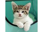 Thor, Domestic Shorthair For Adoption In For Lauderdale, Florida