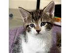 Loki, Domestic Shorthair For Adoption In For Lauderdale, Florida