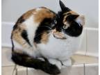 Maisie, Domestic Shorthair For Adoption In Hastings, Minnesota