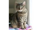 Wilma, Domestic Shorthair For Adoption In Hastings, Minnesota