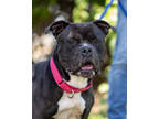 Taco, American Pit Bull Terrier For Adoption In Hamilton, New Jersey