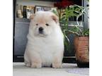 Chow Chow Puppy for sale in Waco, TX, USA