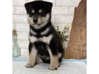 Shiba Inu Puppy for sale in Waco, TX, USA