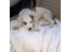 Labrador Retriever Puppy Max, Labrador Retriever For Adoption In Boca Raton