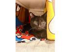 George, Domestic Shorthair For Adoption In Duluth, Minnesota