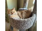Margaret Maguire, Domestic Longhair For Adoption In Chandler, Arizona