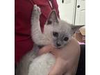Fame Bowie, Snowshoe For Adoption In Chandler, Arizona