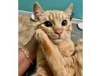 Cooper Nugget, Domestic Shorthair For Adoption In Chandler, Arizona