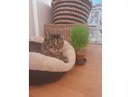 Mika, Domestic Shorthair For Adoption In Middle Village, New York