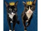 Dinah & Duchess **bonded Pair**, Domestic Shorthair For Adoption In