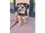 Tag, Terrier (unknown Type, Medium) For Adoption In Sedona, Arizona