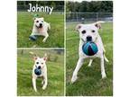 Johnny, American Pit Bull Terrier For Adoption In Crawfordsville, Indiana