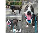 Diesel, American Pit Bull Terrier For Adoption In Crawfordsville, Indiana