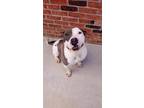 Messy, American Pit Bull Terrier For Adoption In Crawfordsville, Indiana