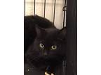 Ham Sandwich, Domestic Shorthair For Adoption In Anderson, Indiana