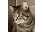 Teeter, Domestic Shorthair For Adoption In Anderson, Indiana