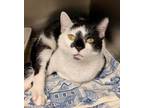 Roman, Domestic Shorthair For Adoption In Anderson, Indiana