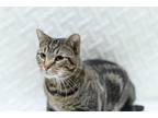 Rizzo, Domestic Shorthair For Adoption In Anderson, Indiana