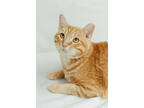 Goofy, Domestic Shorthair For Adoption In Anderson, Indiana