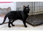 Biff, Domestic Shorthair For Adoption In Anderson, Indiana