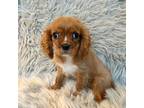 Cavalier King Charles Spaniel Puppy for sale in Clifton, KS, USA