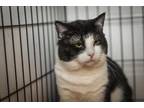 Pat, Domestic Shorthair For Adoption In Anderson, Indiana