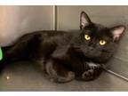 Winter, Domestic Shorthair For Adoption In Anderson, Indiana