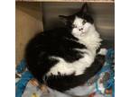 Jake, Domestic Shorthair For Adoption In Anderson, Indiana