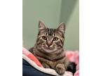 Infinity, Domestic Shorthair For Adoption In Vancouver, Washington