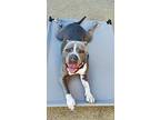 Rome, American Pit Bull Terrier For Adoption In Banning, California