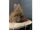 Fluffernutter, Lionhead For Adoption In Orillia, Ontario
