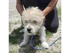 Nipa 9 Pounds Arriving June 1st, Terrier (unknown Type, Medium) For Adoption In