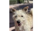 Radon, Terrier (unknown Type, Medium) For Adoption In San Luis Obispo