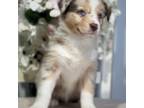 Australian Shepherd Puppy for sale in Keytesville, MO, USA